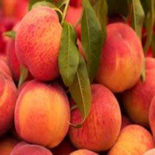EVO Summer Peach